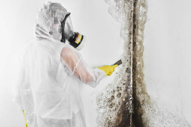 Office Mold Removal Services in Hialeah Gardens, FL
